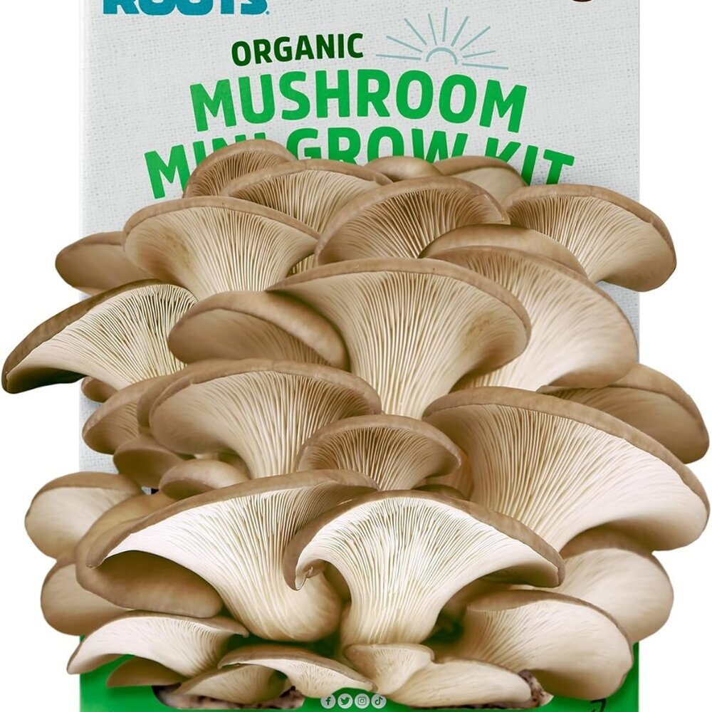 Organic Mini Mushroom Grow Kit, Harvest Gourmet Oyster Mushrooms In 10 days, Top